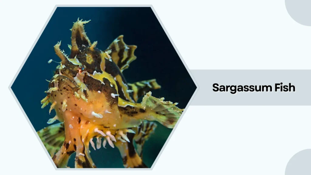 Sargassum Fish