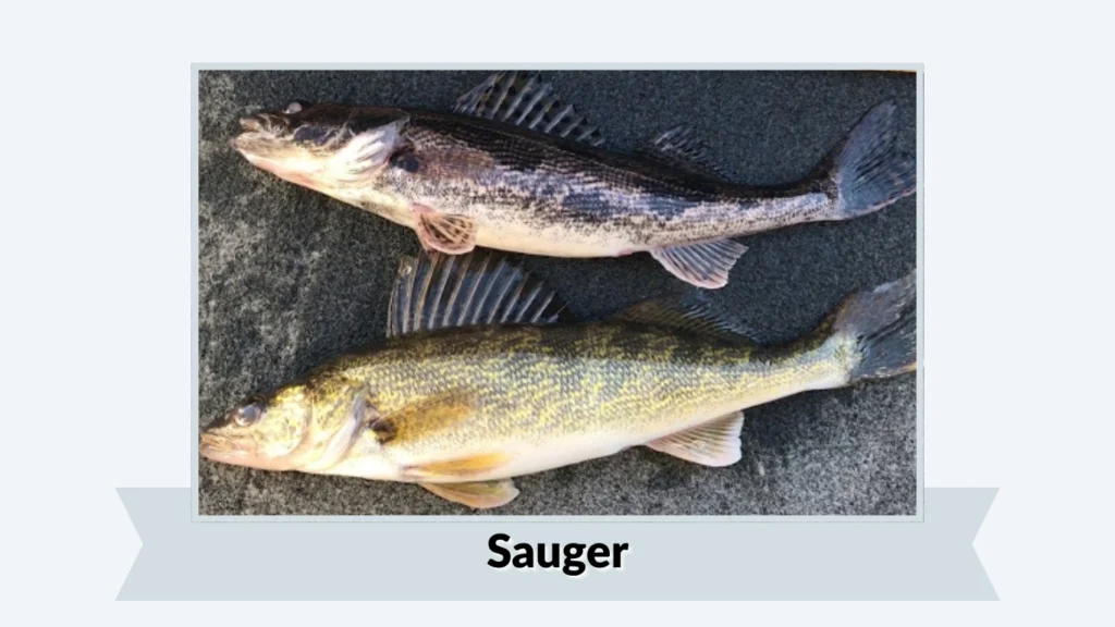 Sauger