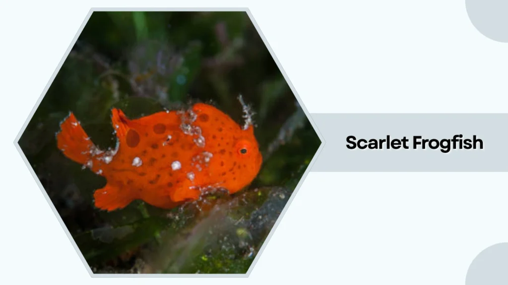 Scarlet Frogfish