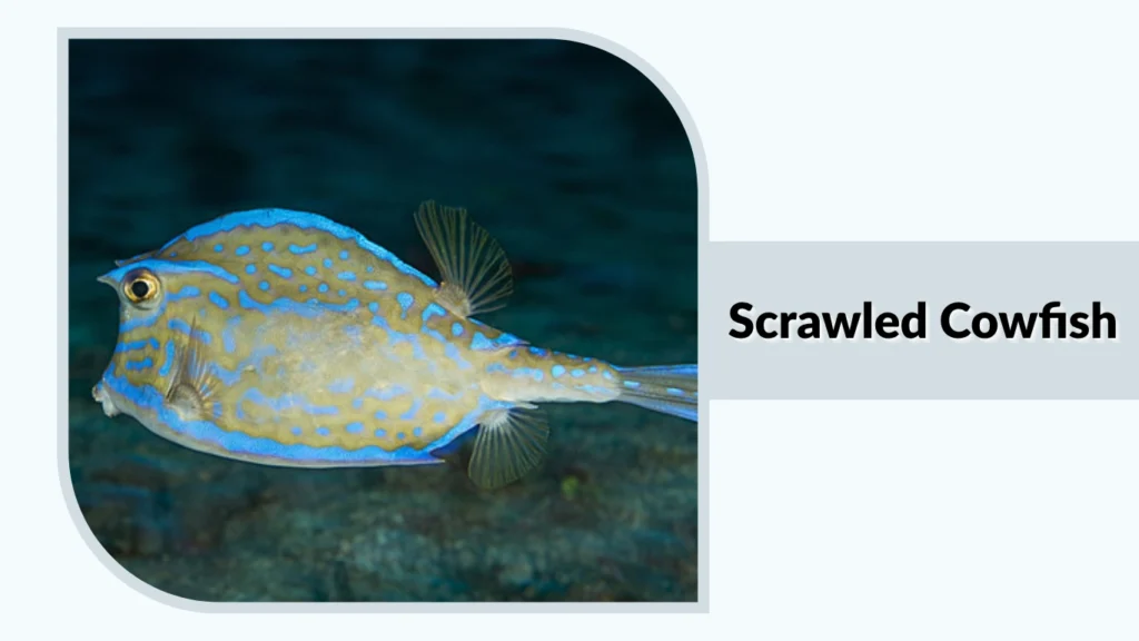 Scrawled Cowfish
