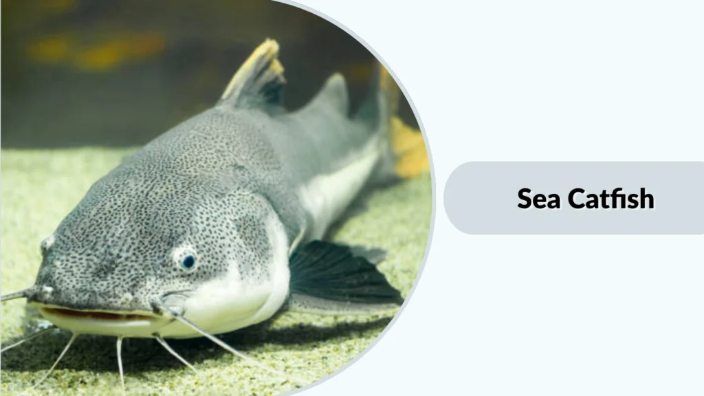 Sea Catfish