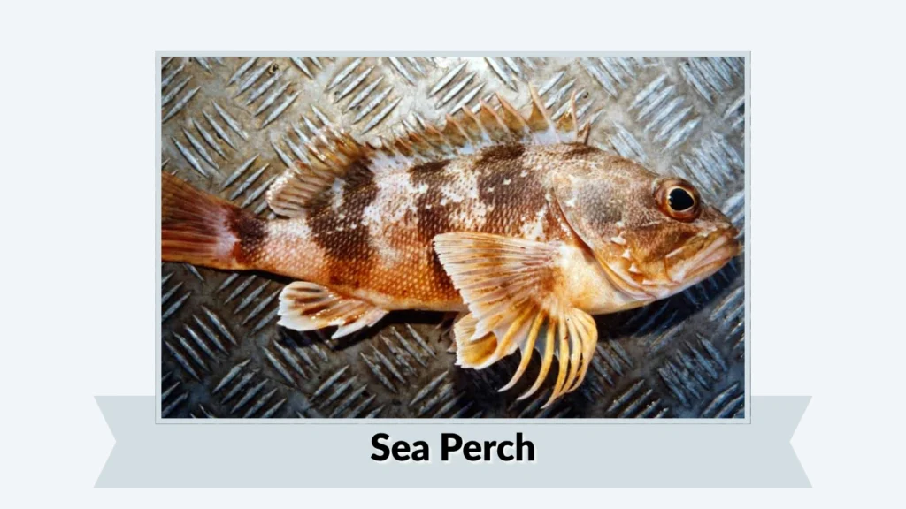 Sea Perch