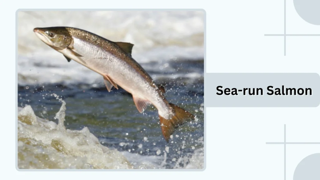 Sea-run Salmon