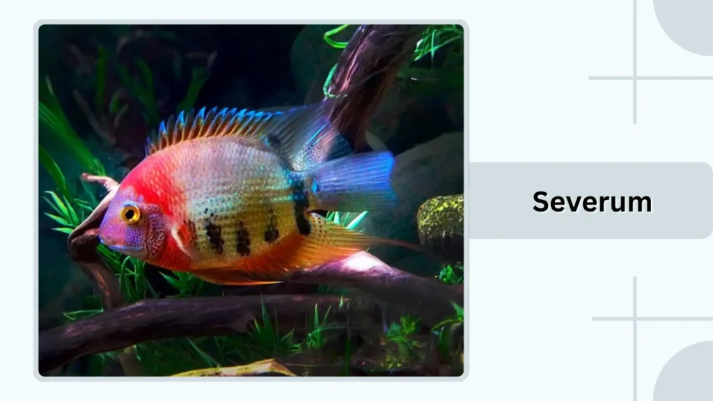 Severum