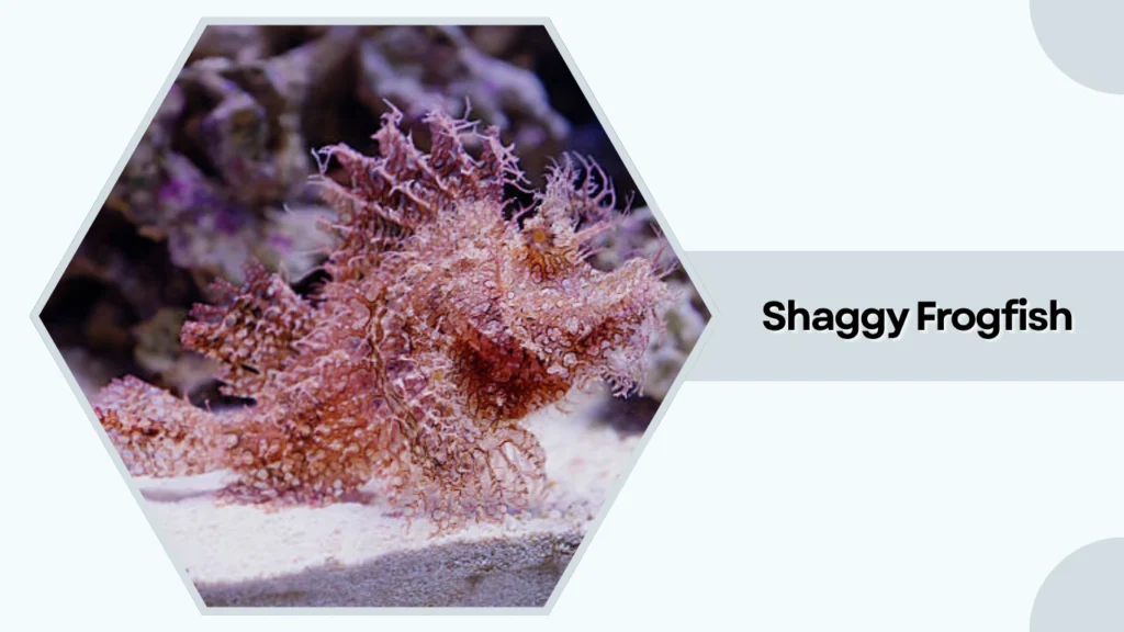 Shaggy Frogfish
