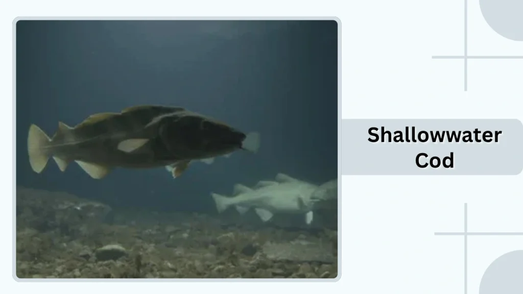 Shallowwater Cod