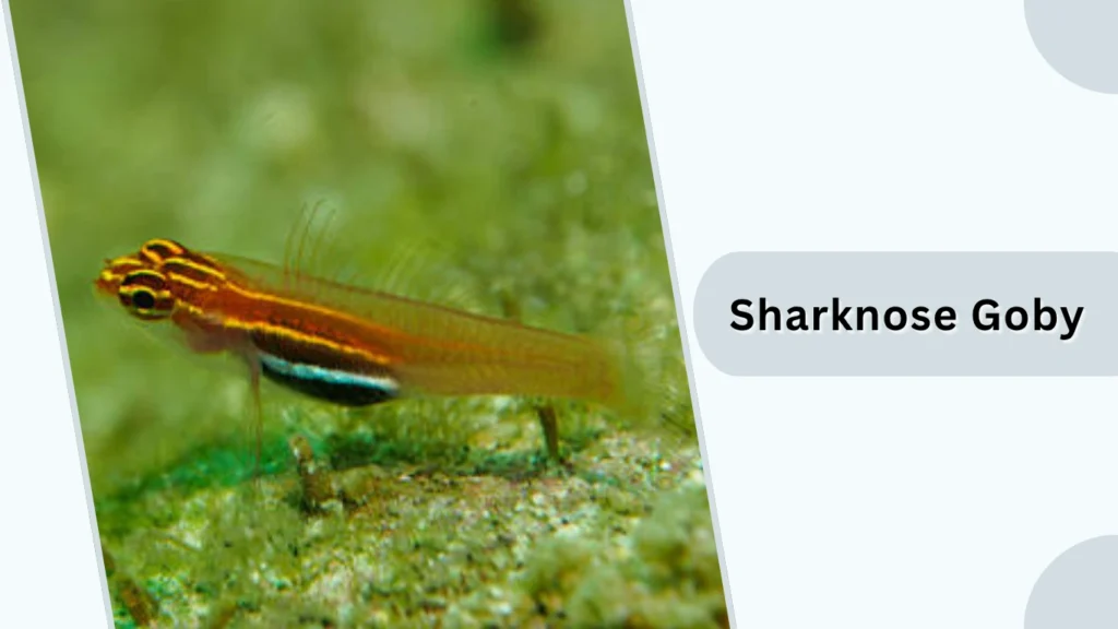 Sharknose Goby
