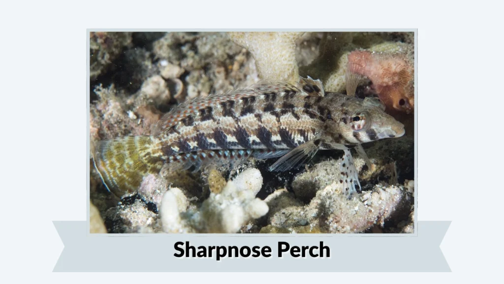 Sharpnose Perch