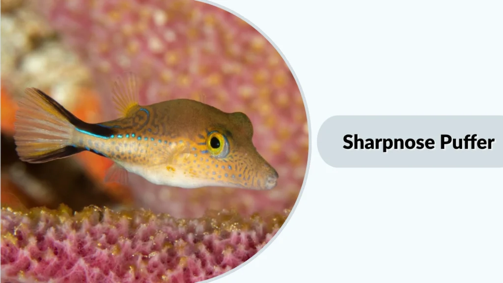 Sharpnose Puffer