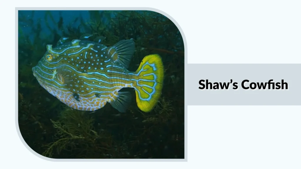 Shaw’s Cowfish
