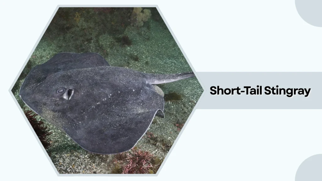 Short-Tail Stingray