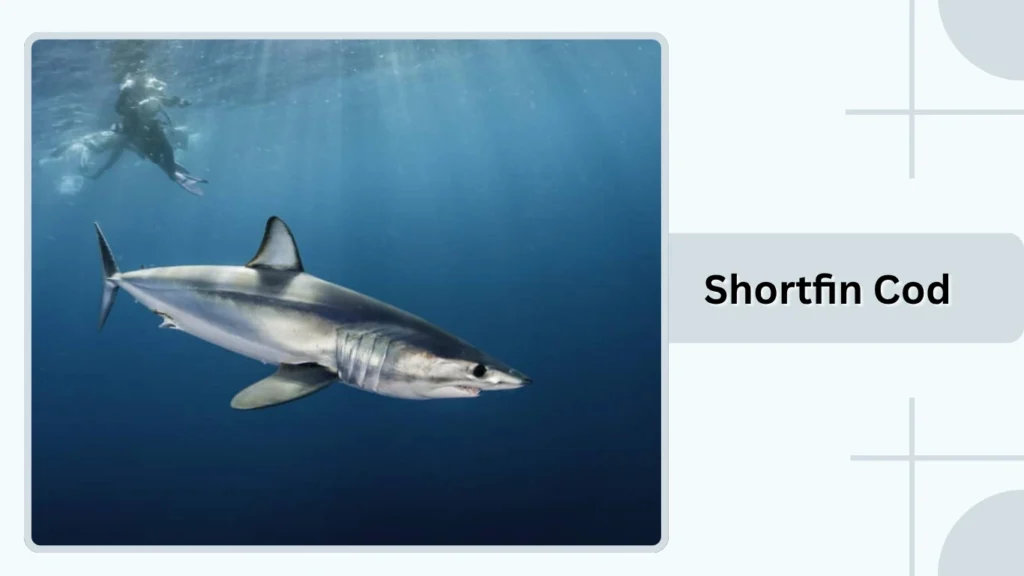 Shortfin Cod