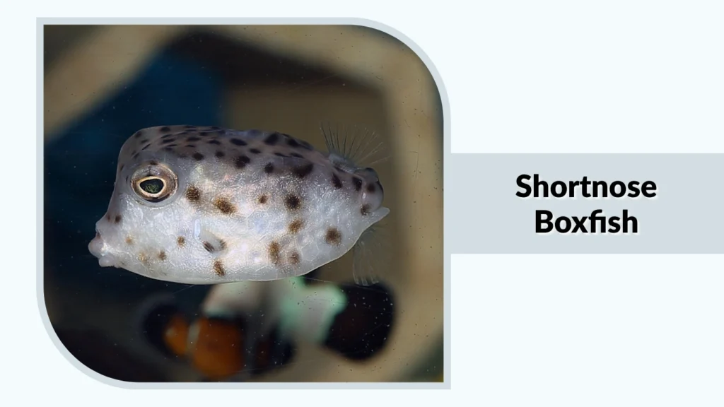 Shortnose Boxfish