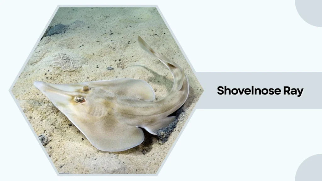 Shovelnose Ray