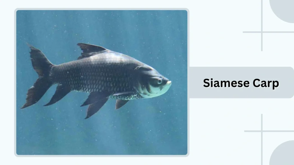 Siamese Carp
