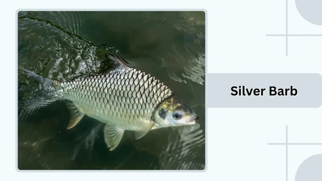 Silver Barb