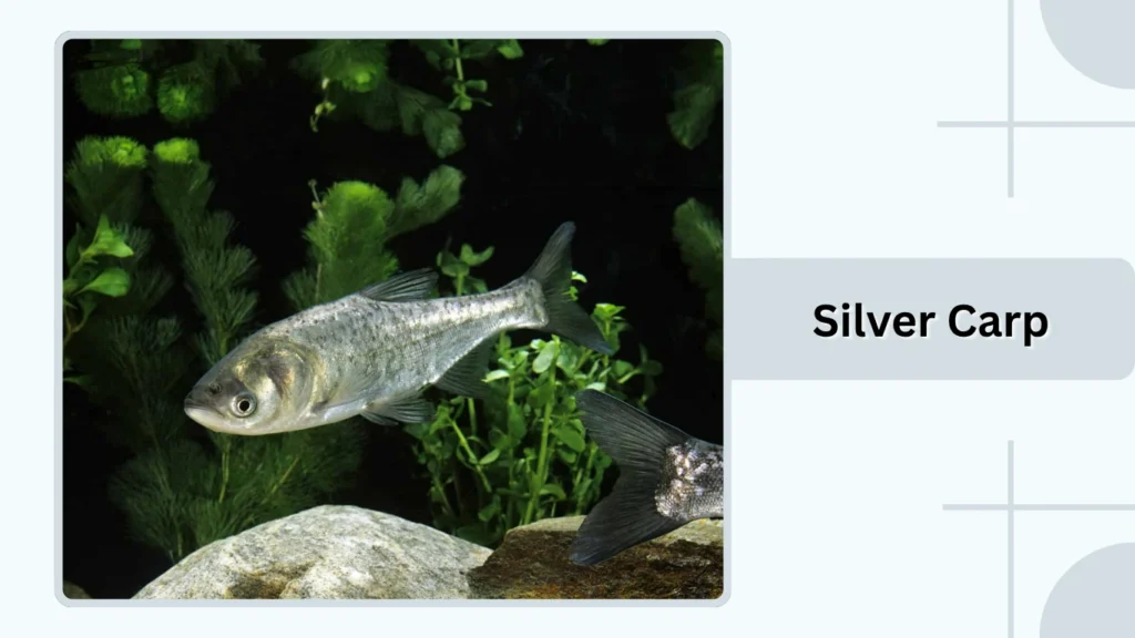 Silver Carp