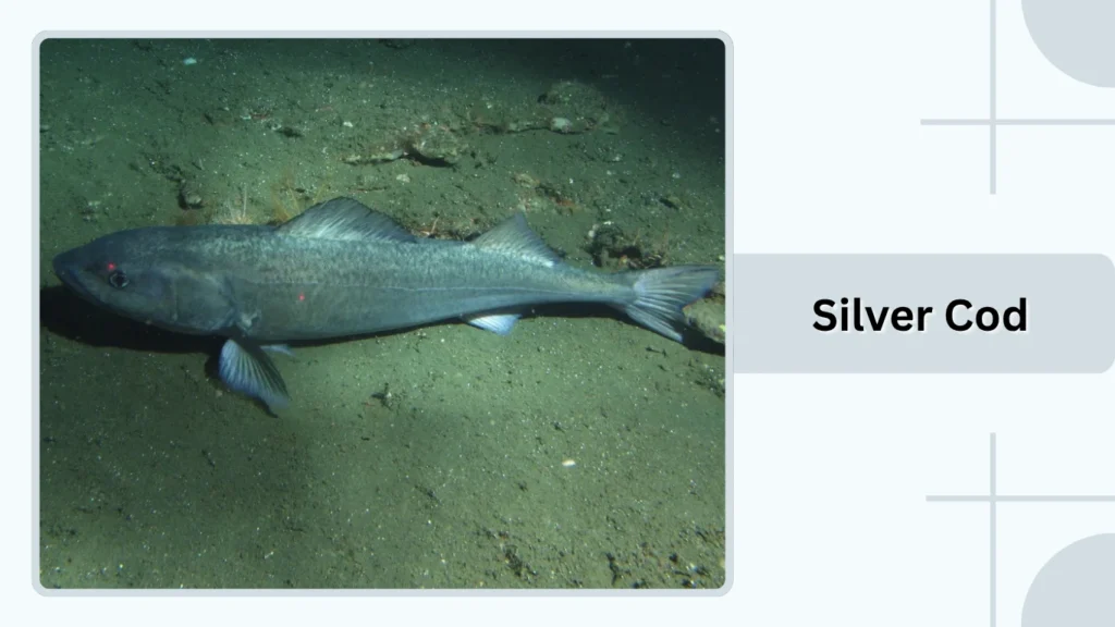 Silver Cod