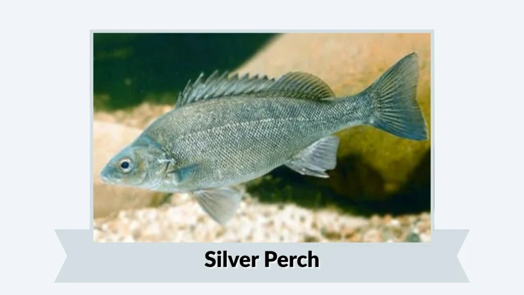 Silver Perch