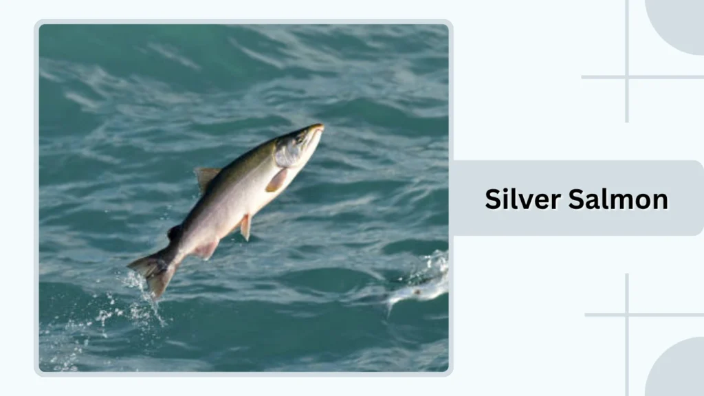 Silver Salmon