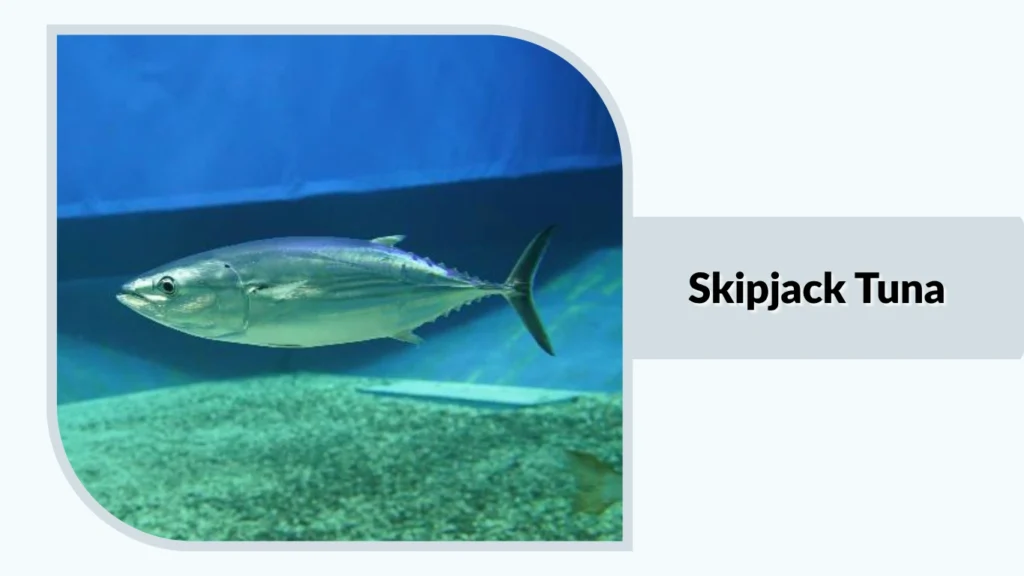 Skipjack Tuna