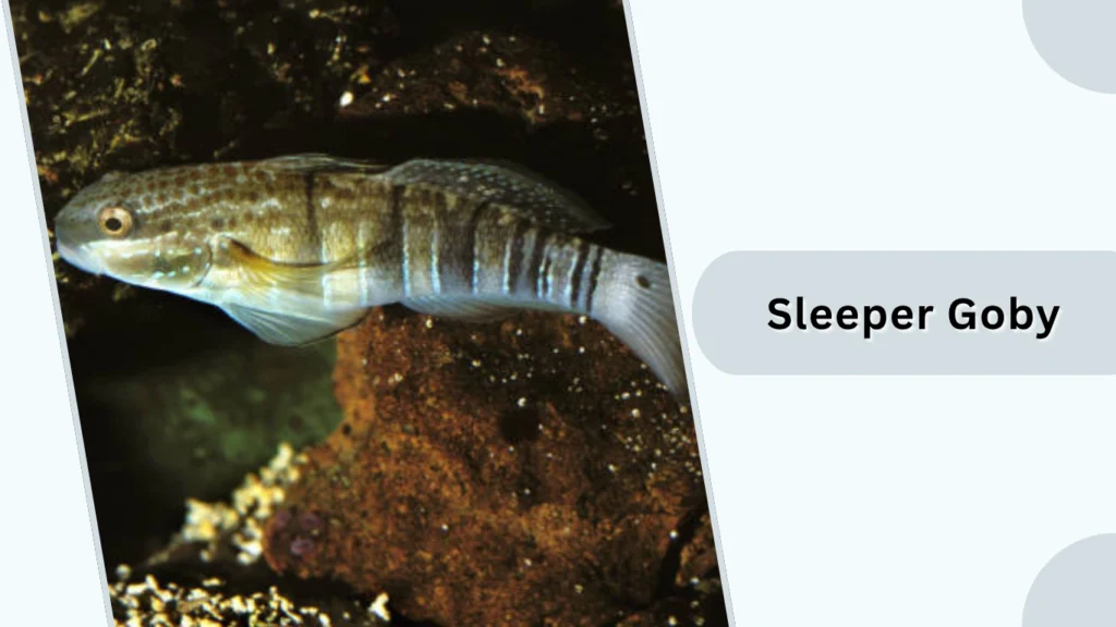  Sleeper Goby