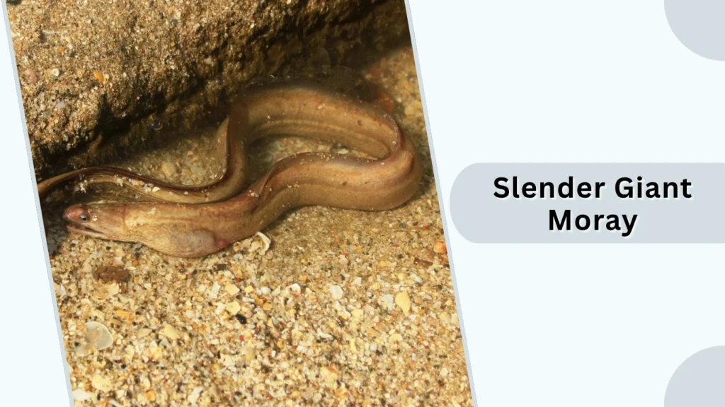 Slender Giant Moray