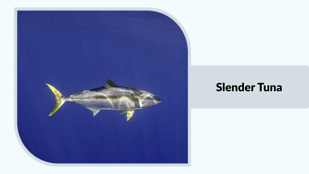 Slender Tuna