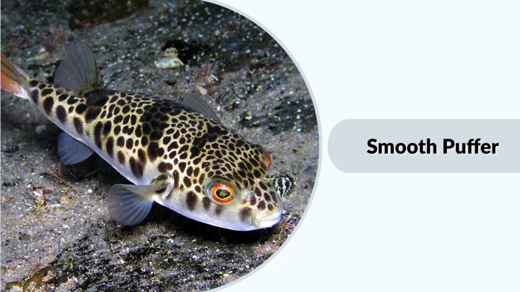 Smooth Puffer