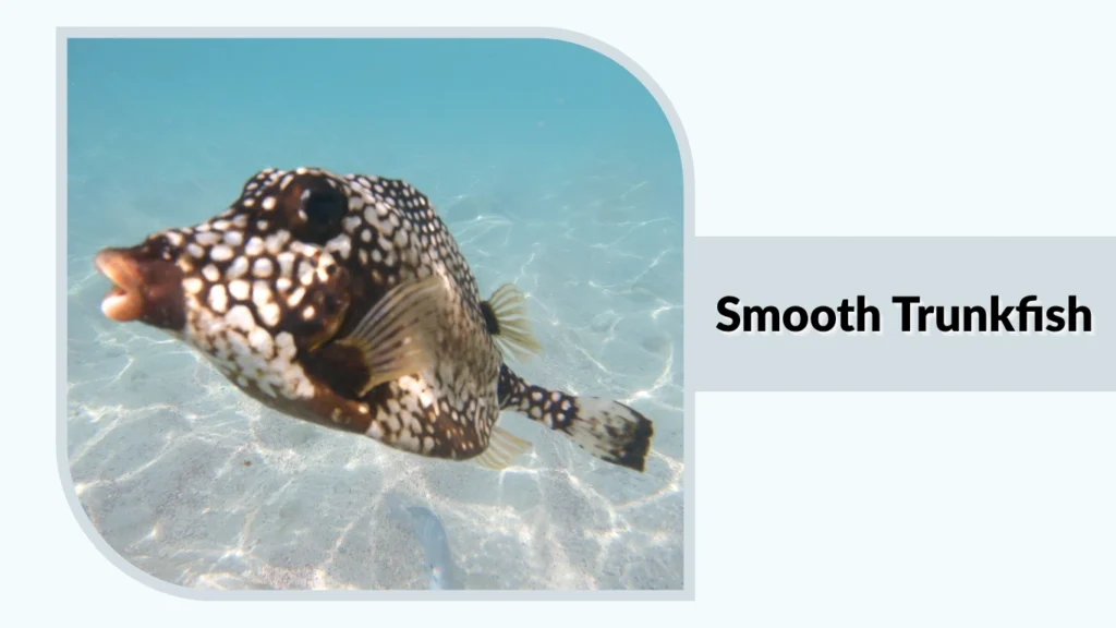 Smooth Trunkfish