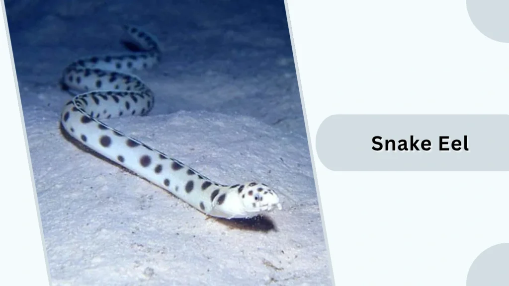 Snake Eel