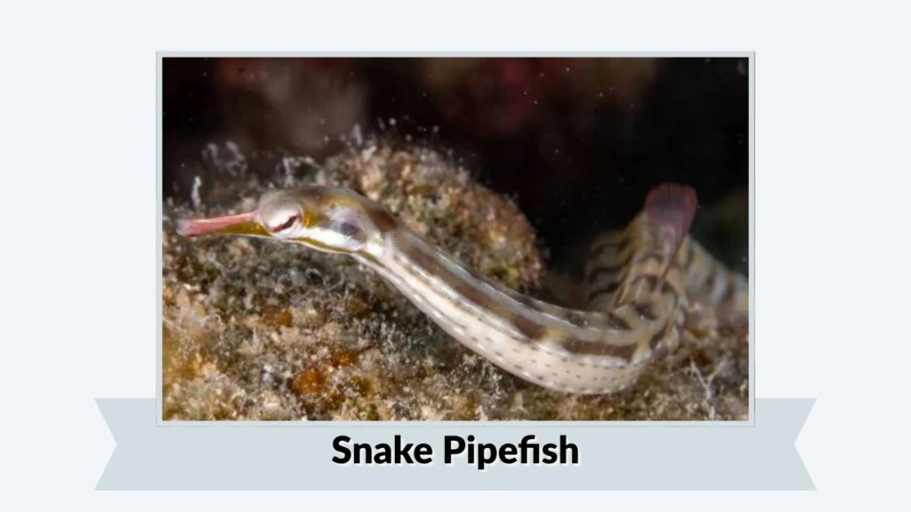 Snake Pipefish