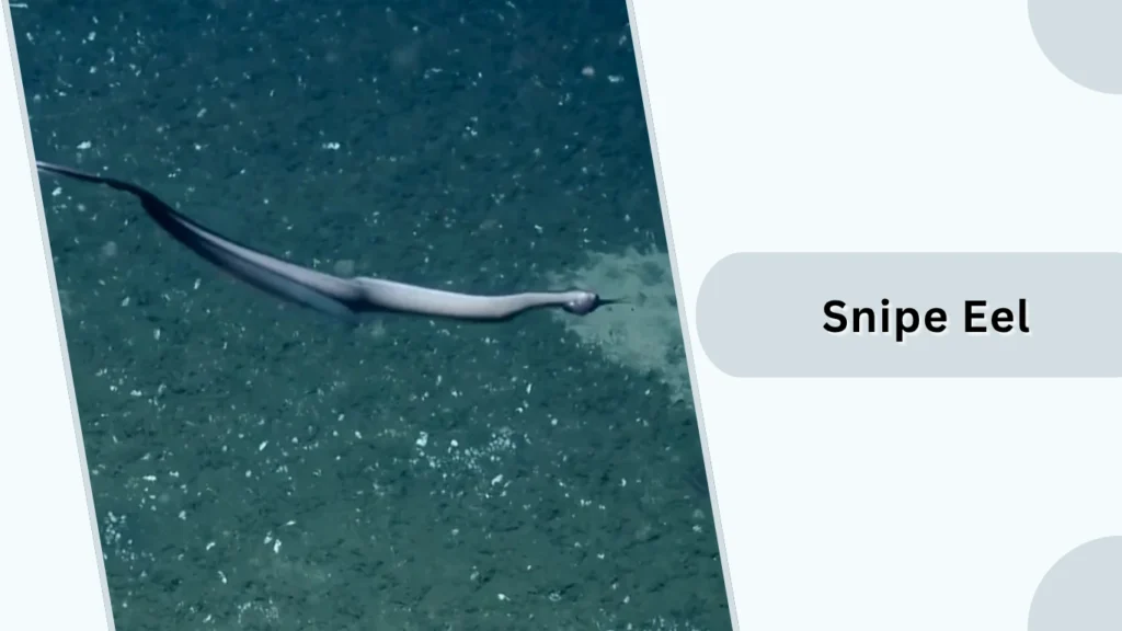 Snipe Eel
