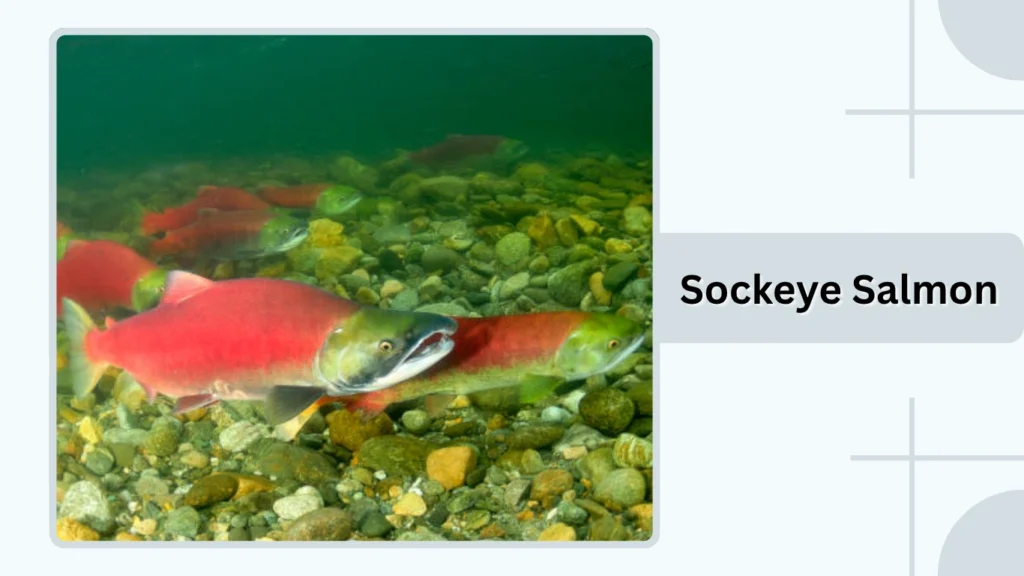 Sockeye Salmon