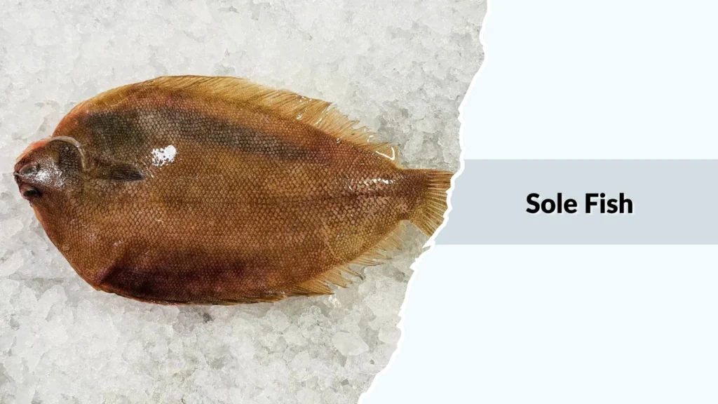 Sole Fish