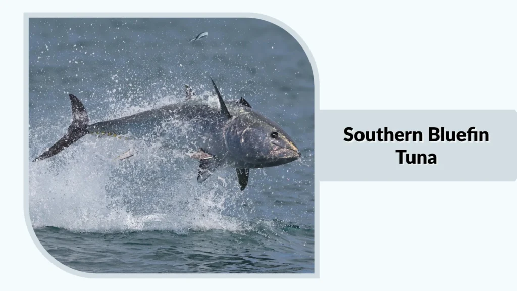 Southern Bluefin Tuna