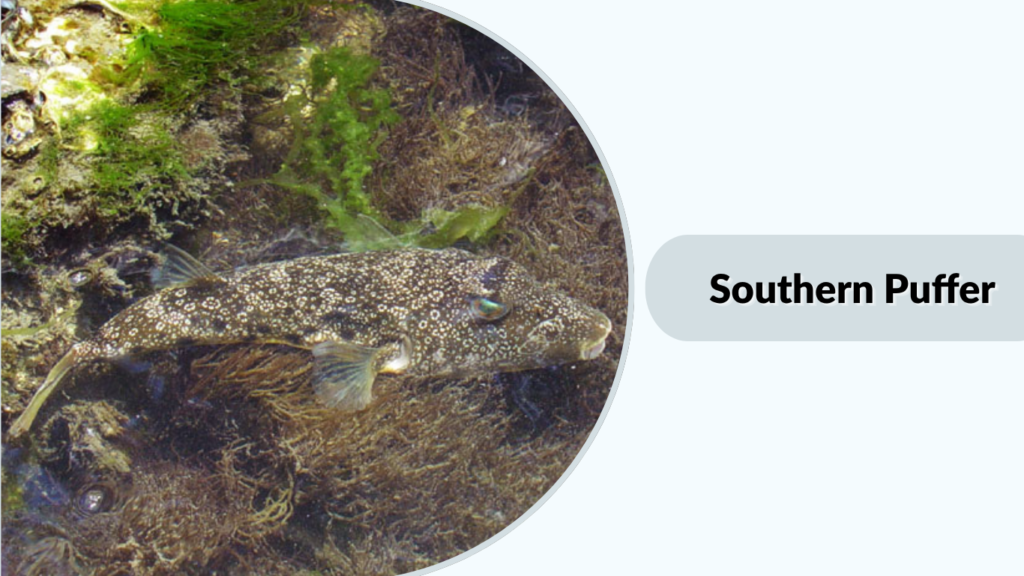 Southern Puffer