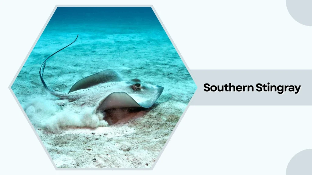 Southern Stingray