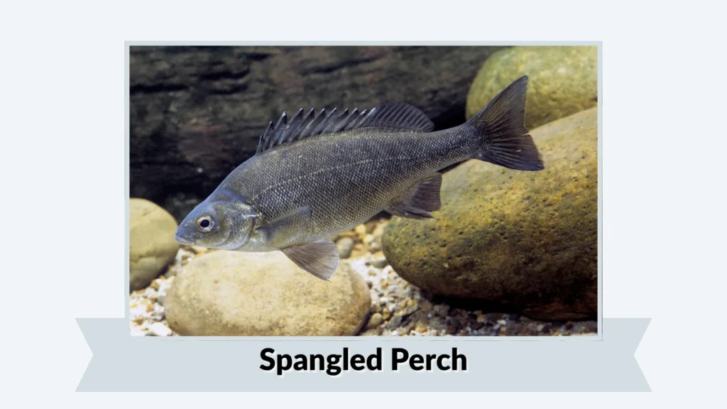 Spangled Perch