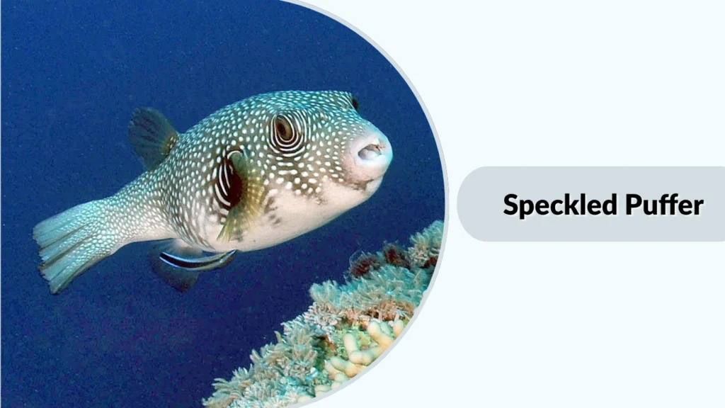 Speckled Puffer