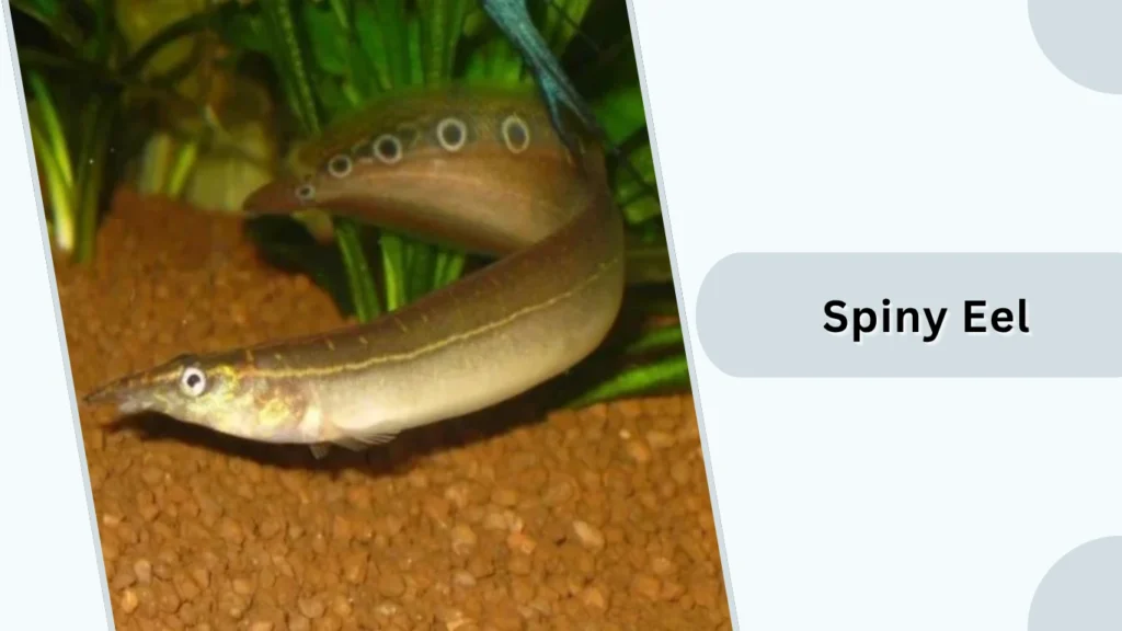 Spiny Eel