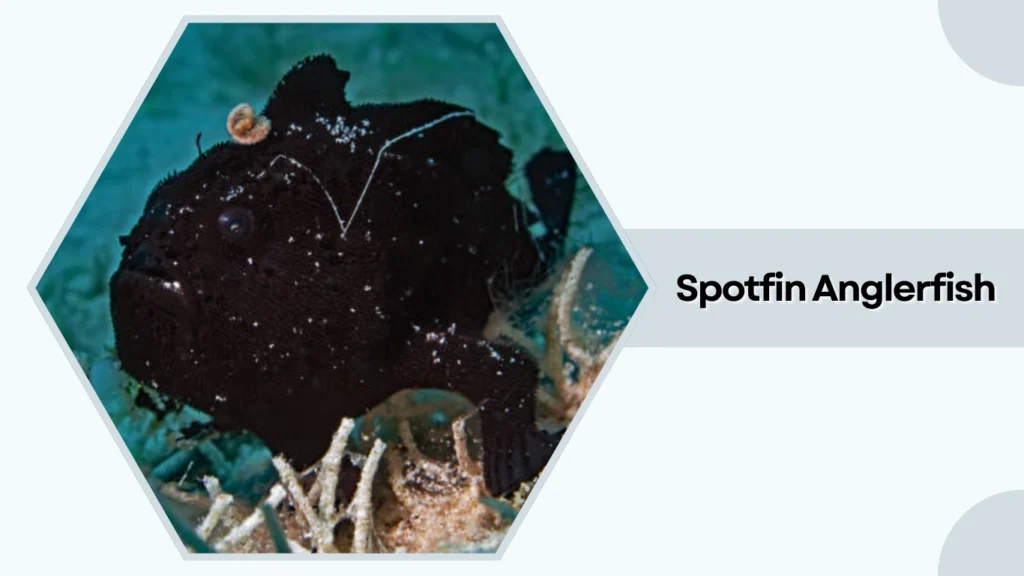 Spotfin Anglerfish