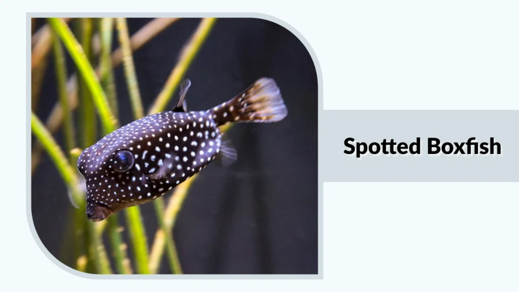 Spotted Boxfish
