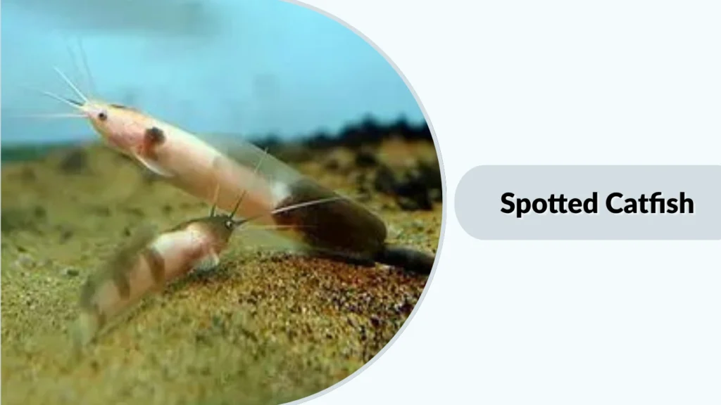 Spotted Catfish