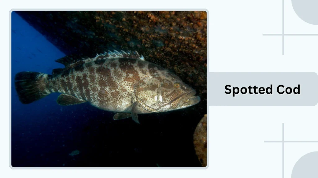 Spotted Cod