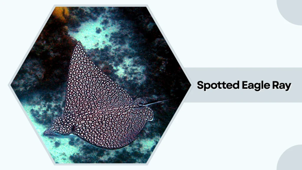 Spotted Eagle Ray