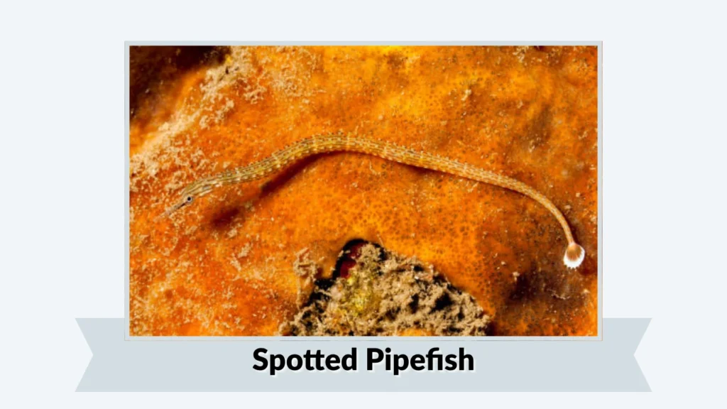 Spotted Pipefish