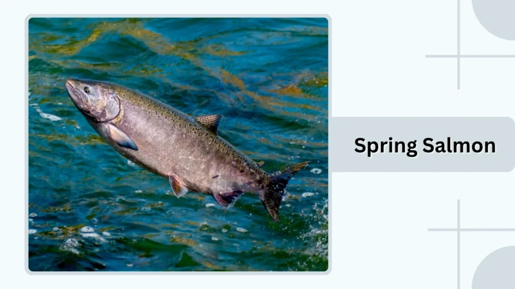 Spring Salmon