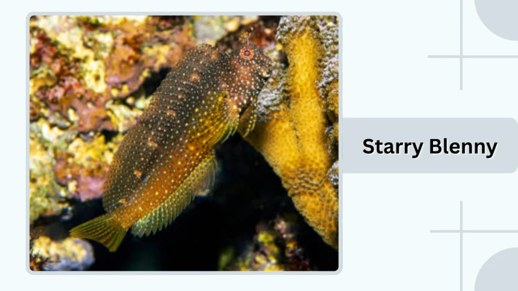 Starry Blenny
