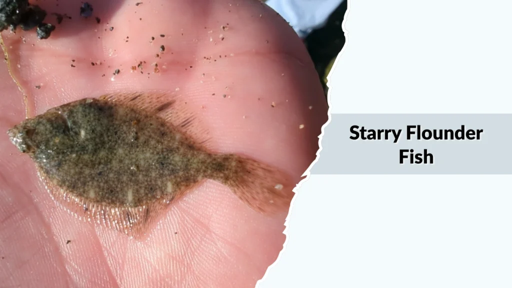 Starry Flounder Fish